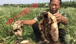 成县吃瓜网红事件真相视频,真相视频曝光背后的真相